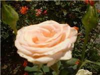 30daa554-Picture 2704.jpg